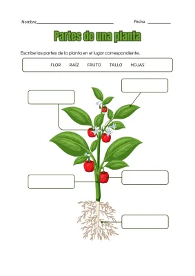 Partes de la planta